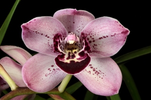 Cymbidium Hit the Spot Ori Gem HCC/AOS 76 pts.